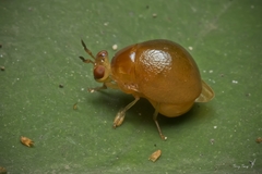 Celyphus difficilis