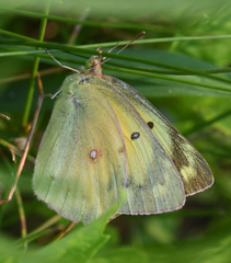Colias philodice eriphyle