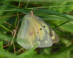 Colias philodice eriphyle