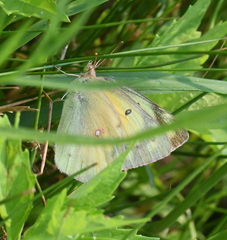Colias philodice eriphyle
