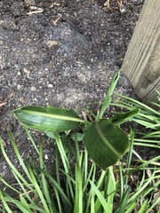 Strelitzia reginae reginae