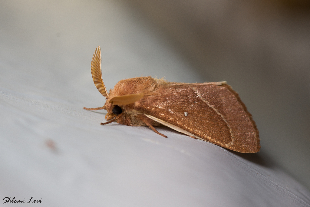 Lasiocampa grandis