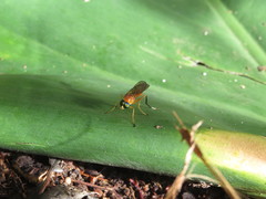 Ptecticus testaceus
