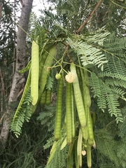 Leucaena leucocephala