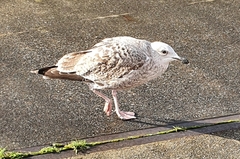 Larus argentatus