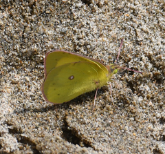 Colias philodice eriphyle