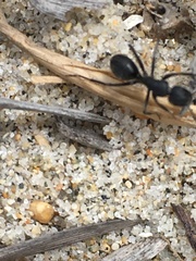 Camponotus morosus
