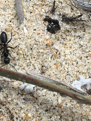 Camponotus morosus