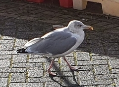 Larus argentatus