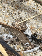 Camponotus morosus