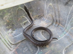 Erythrolamprus cobella