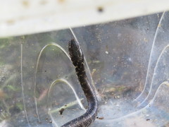 Erythrolamprus cobella