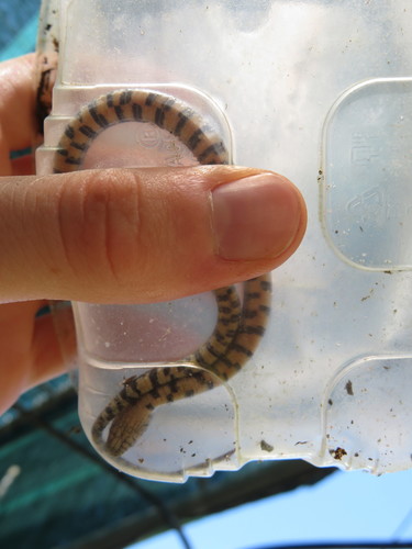 Erythrolamprus cobella