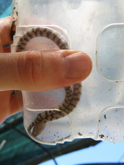 Erythrolamprus cobella