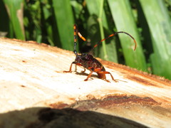 Trachyderes succinctus