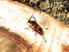 Trachyderes succinctus