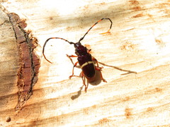 Trachyderes succinctus