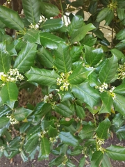 Ilex