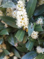 Prunus