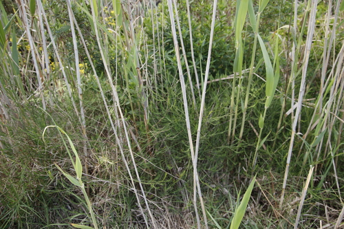 Image of Psoralea fascicularis by (c) Tony Rebelo, some rights reserved (CC BY-SA)