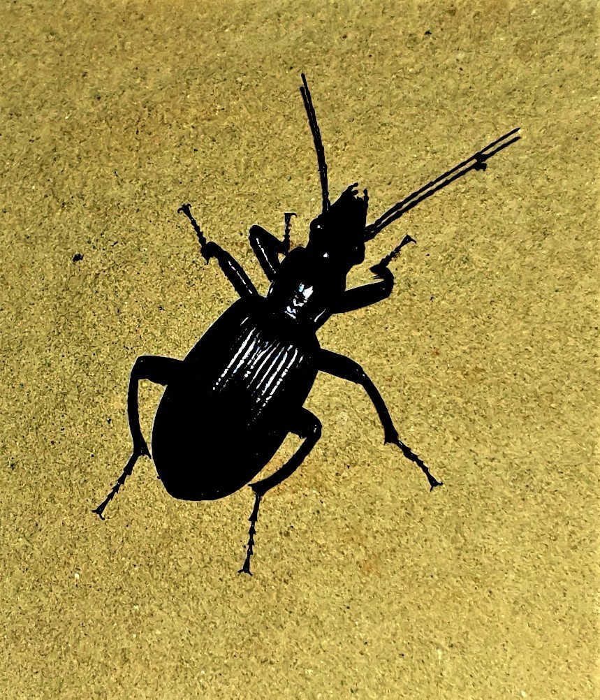 Rhopalomelus