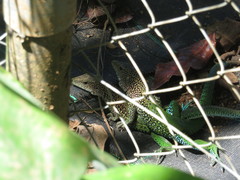 Ameiva ameiva