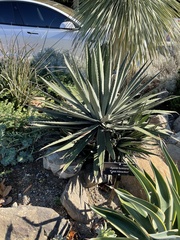 Agave funkiana