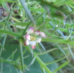 Cliococca selaginoides