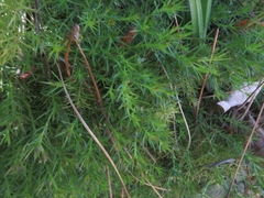 Cliococca selaginoides