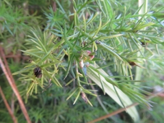 Cliococca selaginoides