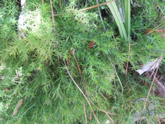 Cliococca selaginoides