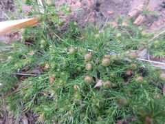 Cliococca selaginoides