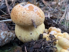 Suillus variegatus
