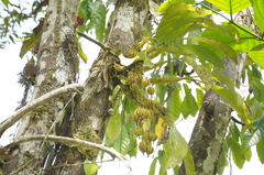 Coelogyninae