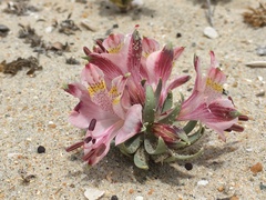 Alstroemeria recumbens