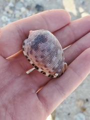 Cypraecassis testiculus