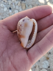 Cypraecassis testiculus