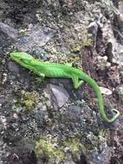 Anolis heterodermus
