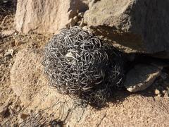 Copiapoa griseoviolacea