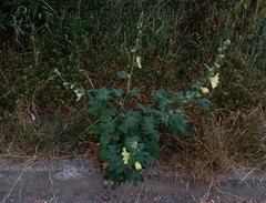 Alcea rugosa