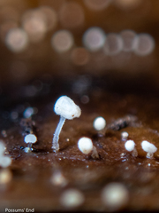 Physalacria stilboidea