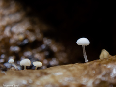 Physalacria stilboidea