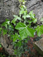 Hedera helix