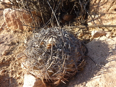 Copiapoa griseoviolacea
