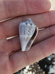 Conus mus