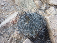 Copiapoa griseoviolacea