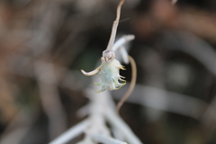 Rhopalomyia utahensis