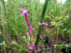 Silene pendula