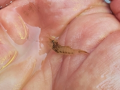 Paratya curvirostris