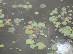 Nymphoides thunbergiana